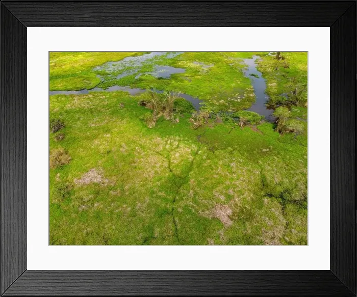Framed Print : Close-up drone shot of the bright green flooded grasslands of the Pantanal in Brasil Framed Print : Close-up drone shot of the bright green flooded grasslands of the Pantanal in Brasil