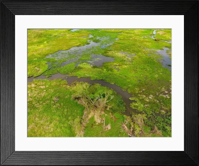 Framed Print : Close-up drone shot of the bright green flooded grasslands of the Pantanal in Brasil Framed Print : Close-up drone shot of the bright green flooded grasslands of the Pantanal in Brasil