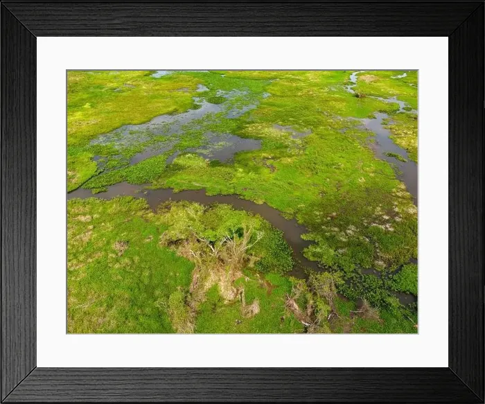 Framed Print : Close-up drone shot of the bright green flooded grasslands of the Pantanal in Brasil Framed Print : Close-up drone shot of the bright green flooded grasslands of the Pantanal in Brasil