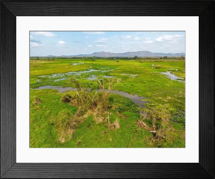 Framed Print : Drone shot of the bright green flooded grasslands of the Pantanal in Brasil Framed Print : Drone shot of the bright green flooded grasslands of the Pantanal in Brasil