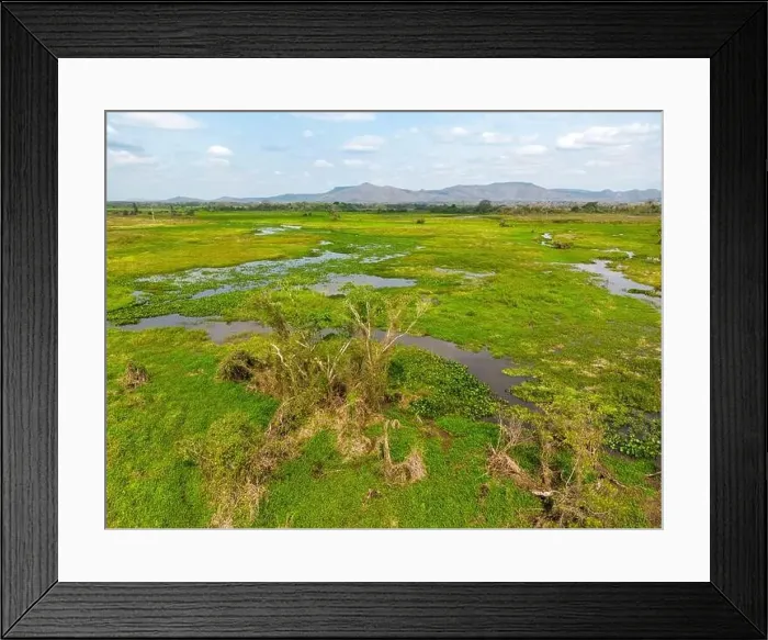 Framed Print : Drone shot of the bright green flooded grasslands of the Pantanal in Brasil Framed Print : Drone shot of the bright green flooded grasslands of the Pantanal in Brasil