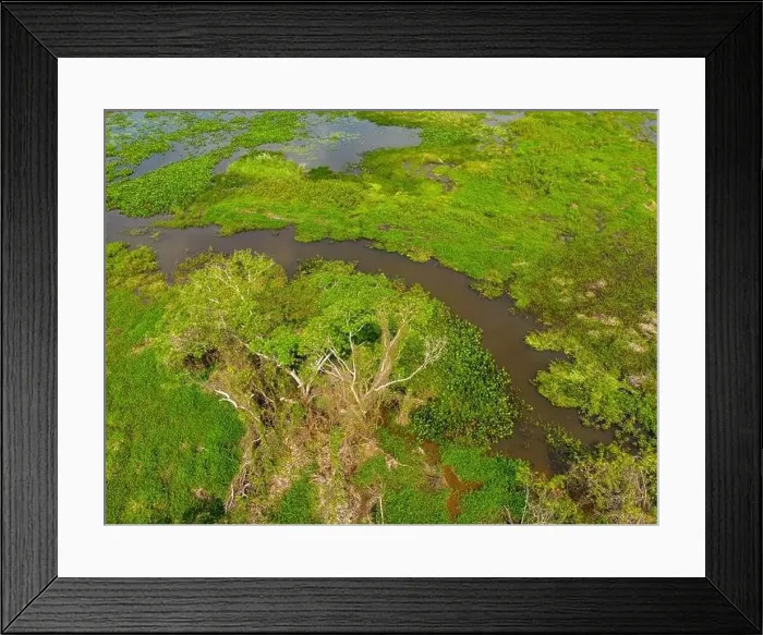 Framed Print : Close-up drone shot of the bright green flooded grasslands of the Pantanal in Brasil Framed Print : Close-up drone shot of the bright green flooded grasslands of the Pantanal in Brasil