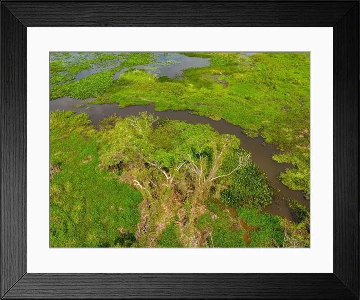 Framed Print : Close-up drone shot of the bright green flooded grasslands of the Pantanal in Brasil