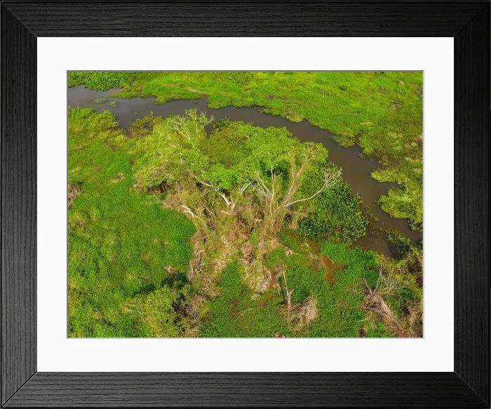Framed Print : Close-up drone shot of the bright green flooded grasslands of the Pantanal in Brasil