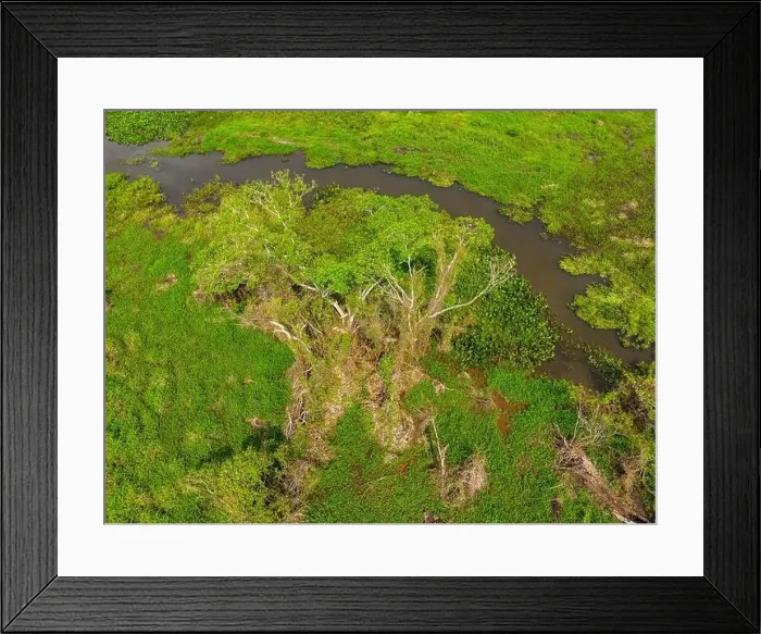 Framed Print : Close-up drone shot of the bright green flooded grasslands of the Pantanal in Brasil Framed Print : Close-up drone shot of the bright green flooded grasslands of the Pantanal in Brasil