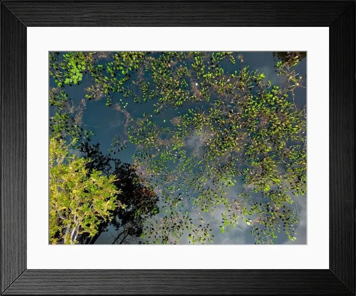 Framed Print : Close up of bright green leaves growing through the water surface in the famous Pantanal Framed Print : Close up of bright green leaves growing through the water surface in the famous Pantanal
