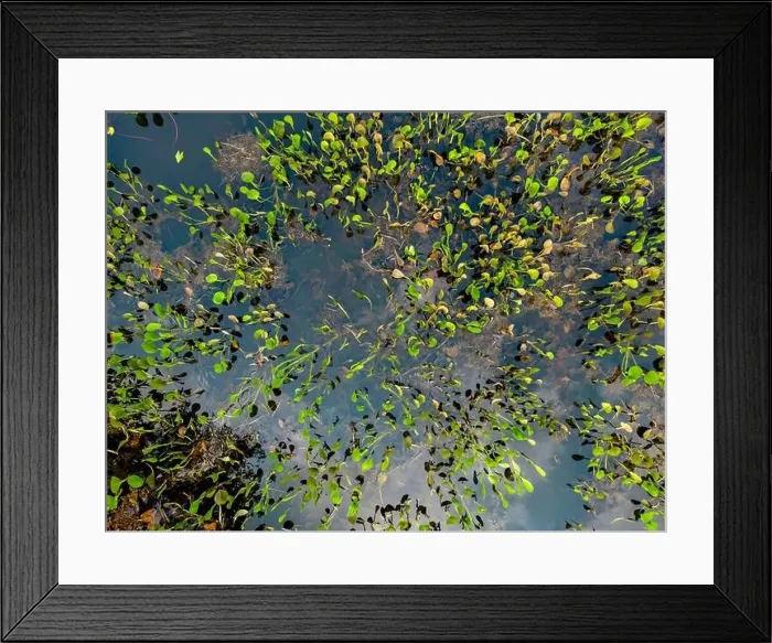 Framed Print : Close up of bright green leaves growing through the water surface in the famous Pantanal Framed Print : Close up of bright green leaves growing through the water surface in the famous Pantanal