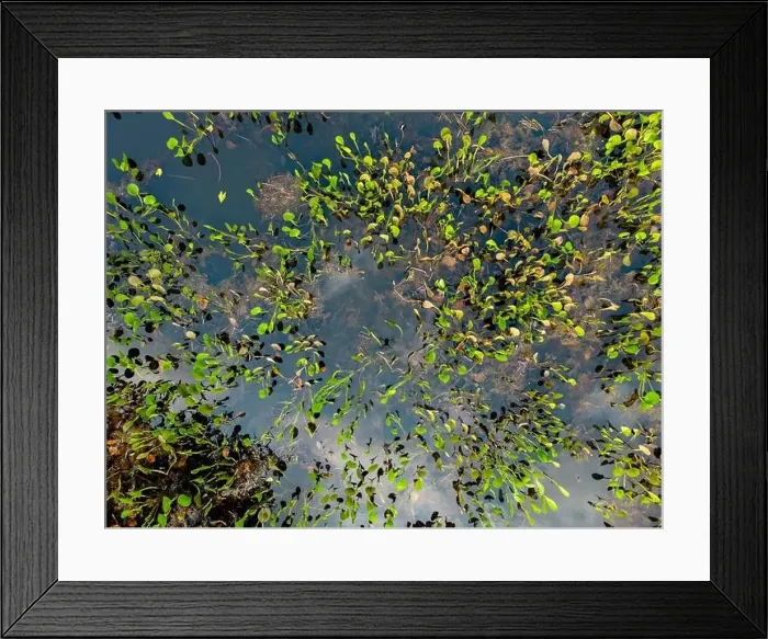 Framed Print : Close up of bright green leaves growing through the water surface in the famous Pantanal Framed Print : Close up of bright green leaves growing through the water surface in the famous Pantanal