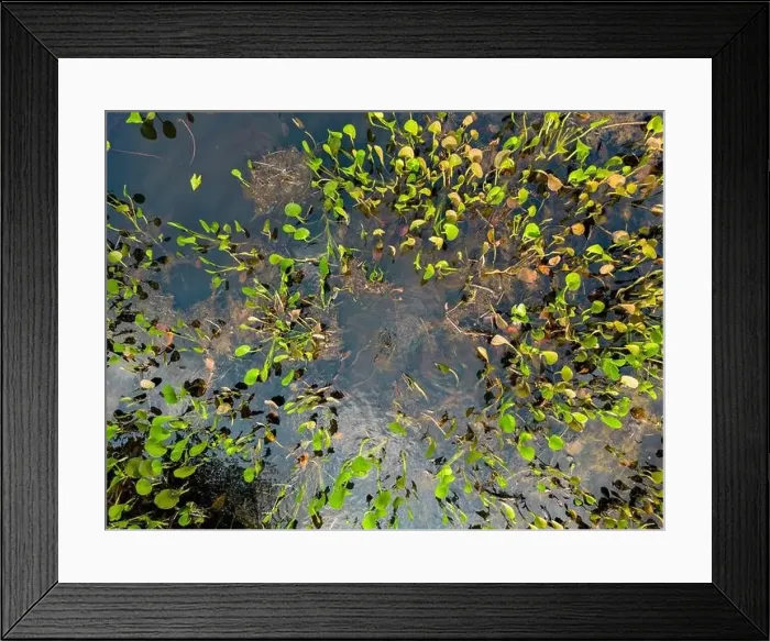 Framed Print : Close up of bright green leaves growing through the water surface in the famous Pantanal Framed Print : Close up of bright green leaves growing through the water surface in the famous Pantanal