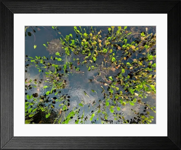 Framed Print : Close up of bright green leaves growing through the water surface in the famous Pantanal Framed Print : Close up of bright green leaves growing through the water surface in the famous Pantanal