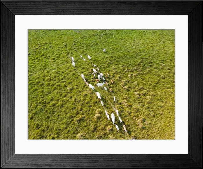 Framed Print : Drone shot of a herd of cows in the lush green grasslands of the Pantanal in Mato Grosso do Sul in Brasil - Traveling Framed Print : Drone shot of a herd of cows in the lush green grasslands of the Pantanal in Mato Grosso do Sul in Brasil - Traveling