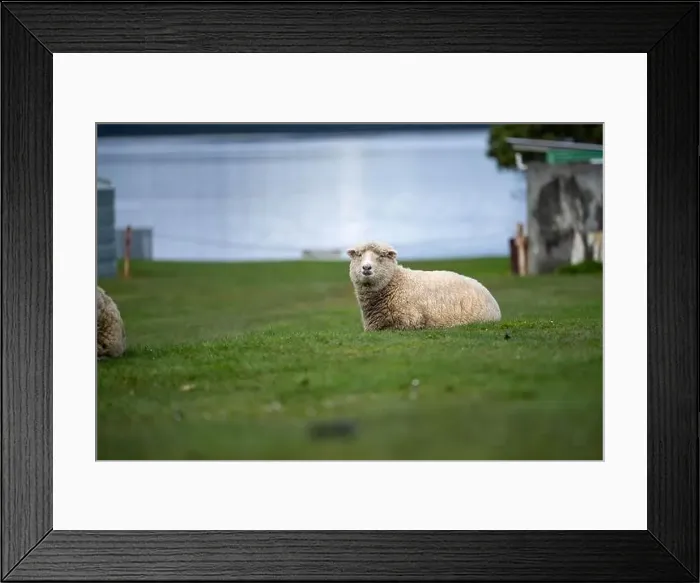 Framed Print : flock of sheep under gum trees in summer on a regenerative agricultural farm in New Zealand Framed Print : flock of sheep under gum trees in summer on a regenerative agricultural farm in New Zealand