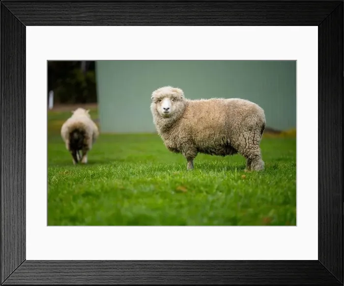 Framed Print : flock of sheep under gum trees in summer on a regenerative agricultural farm in New Zealand Framed Print : flock of sheep under gum trees in summer on a regenerative agricultural farm in New Zealand