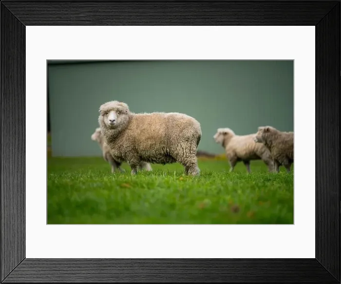 Framed Print : flock of sheep under gum trees in summer on a regenerative agricultural farm in New Zealand Framed Print : flock of sheep under gum trees in summer on a regenerative agricultural farm in New Zealand
