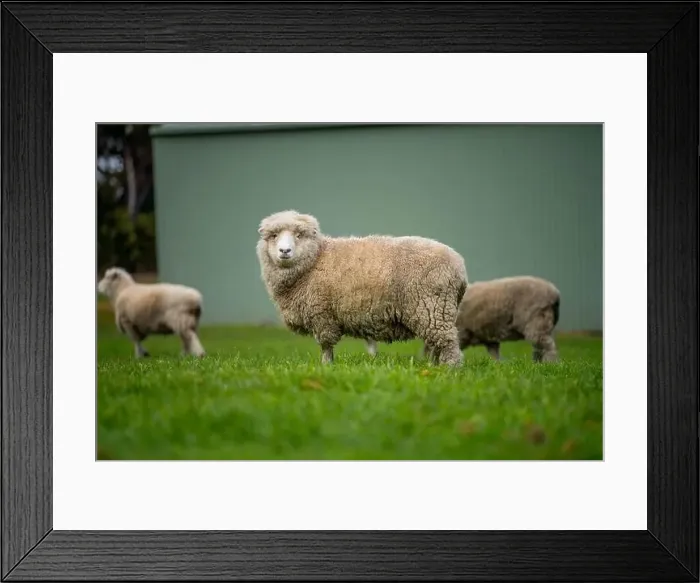 Framed Print : flock of sheep under gum trees in summer on a regenerative agricultural farm in New Zealand Framed Print : flock of sheep under gum trees in summer on a regenerative agricultural farm in New Zealand