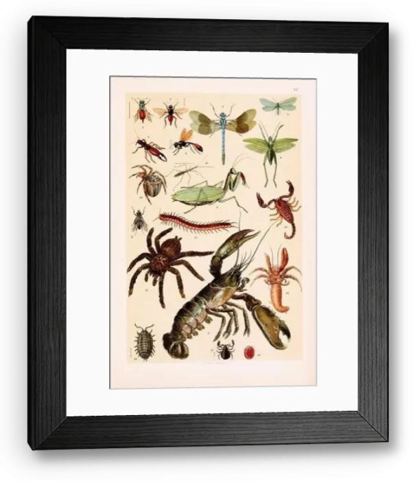 Framed Print : Vintage Zoological illustration: Ruby Tail Framed Print : Vintage Zoological illustration: Ruby Tail