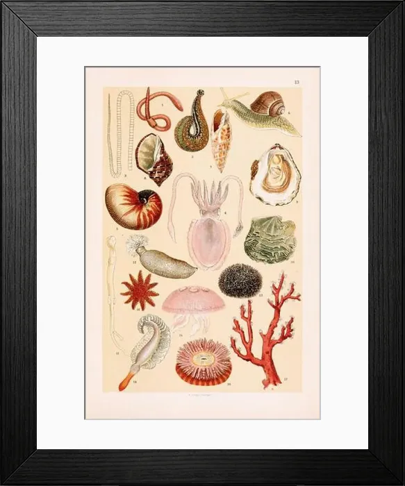 Framed Print : Vintage Zoological illustration: Earthworm Framed Print : Vintage Zoological illustration: Earthworm