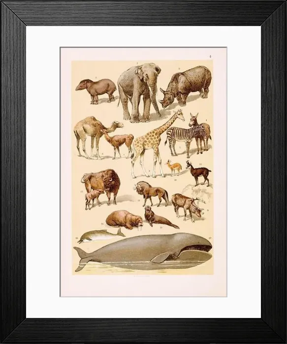 Framed Print : Vintage Zoological illustration: Elephant Framed Print : Vintage Zoological illustration: Elephant