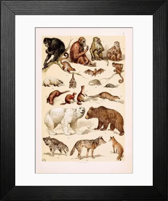Framed Print : Vintage Zoological illustration: Orang Framed Print : Vintage Zoological illustration: Orang