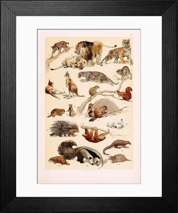 Framed Print : Vintage Zoological illustration: Lion and Lioness Framed Print : Vintage Zoological illustration: Lion and Lioness