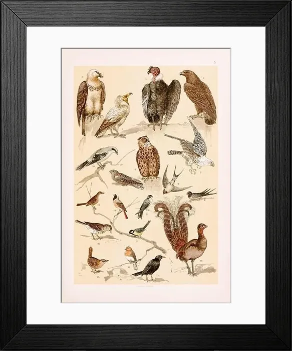 Framed Print : Vintage birds illustration: Golden Eagle Framed Print : Vintage birds illustration: Golden Eagle
