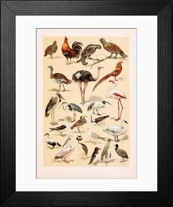 Framed Print : Vintage birds illustration: Jungle Cock Framed Print : Vintage birds illustration: Jungle Cock