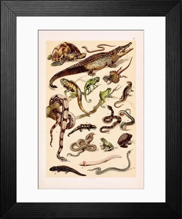 Framed Print : Vintage Zoological illustration: Turtle