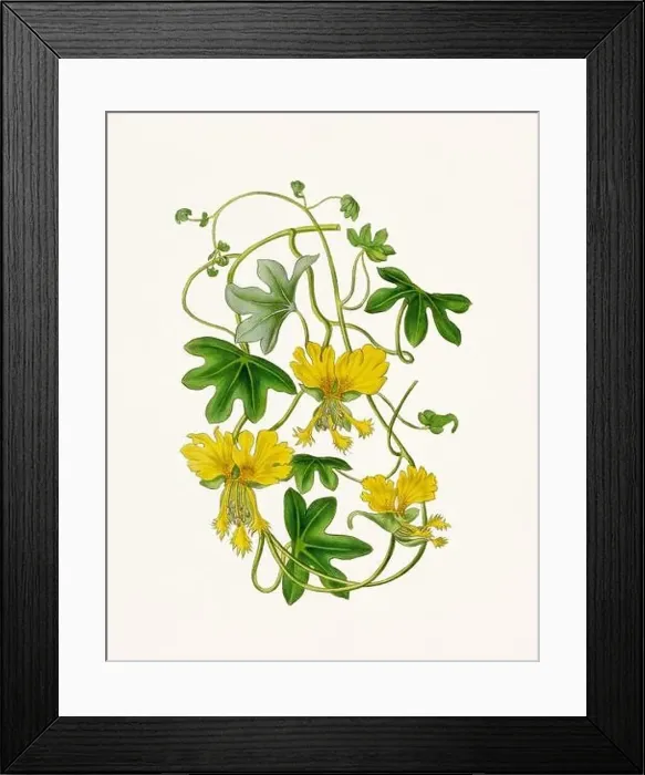Framed Print : Vintage-style botanical flower artwork in full bloom Framed Print : Vintage-style botanical flower artwork in full bloom