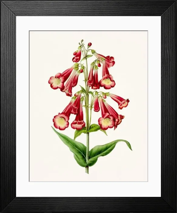 Framed Print : Vintage-style botanical flower artwork in full bloom Framed Print : Vintage-style botanical flower artwork in full bloom