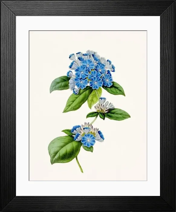 Framed Print : Vintage-style botanical flower artwork in full bloom Framed Print : Vintage-style botanical flower artwork in full bloom