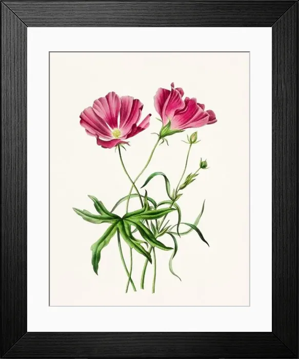 Framed Print : Vintage-style botanical flower artwork in full bloom Framed Print : Vintage-style botanical flower artwork in full bloom