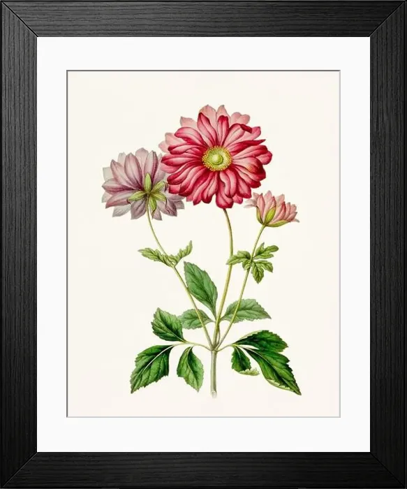 Framed Print : Vintage-style botanical flower artwork in full bloom Framed Print : Vintage-style botanical flower artwork in full bloom