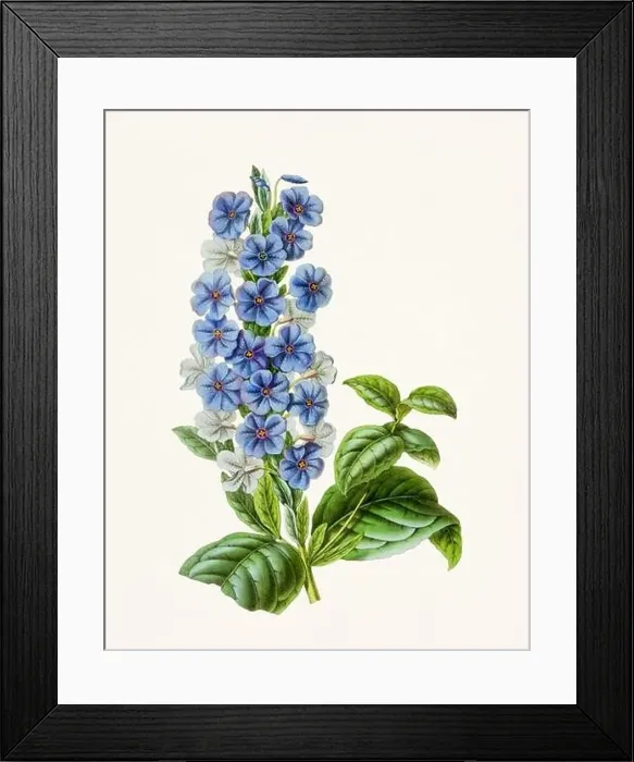 Framed Print : Vintage-style botanical flower artwork in full bloom Framed Print : Vintage-style botanical flower artwork in full bloom