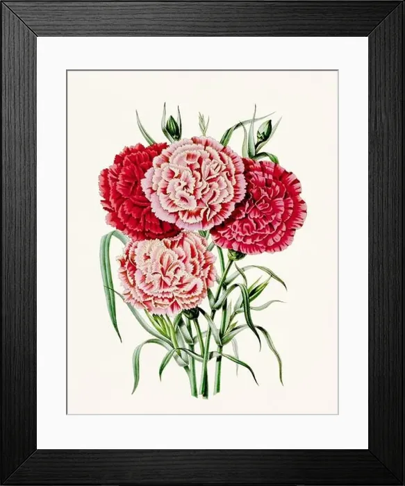 Framed Print : Vintage-style botanical flower artwork in full bloom Framed Print : Vintage-style botanical flower artwork in full bloom