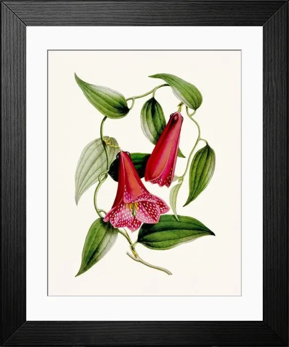 Framed Print : Vintage-style botanical flower artwork in full bloom Framed Print : Vintage-style botanical flower artwork in full bloom