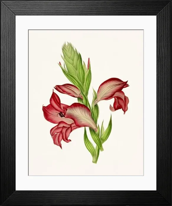 Framed Print : Vintage-style botanical flower artwork in full bloom Framed Print : Vintage-style botanical flower artwork in full bloom