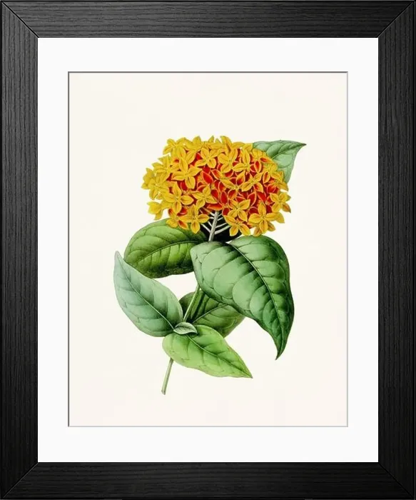 Framed Print : Vintage-style botanical flower artwork in full bloom Framed Print : Vintage-style botanical flower artwork in full bloom