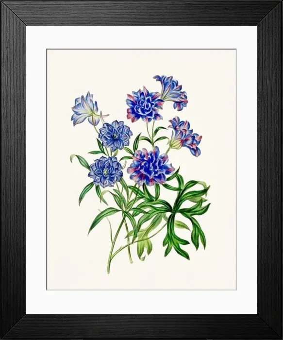 Framed Print : Vintage-style botanical flower artwork in full bloom Framed Print : Vintage-style botanical flower artwork in full bloom