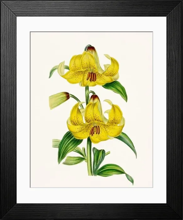 Framed Print : Vintage-style botanical flower artwork in full bloom Framed Print : Vintage-style botanical flower artwork in full bloom