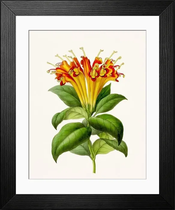 Framed Print : Vintage-style botanical flower artwork in full bloom Framed Print : Vintage-style botanical flower artwork in full bloom