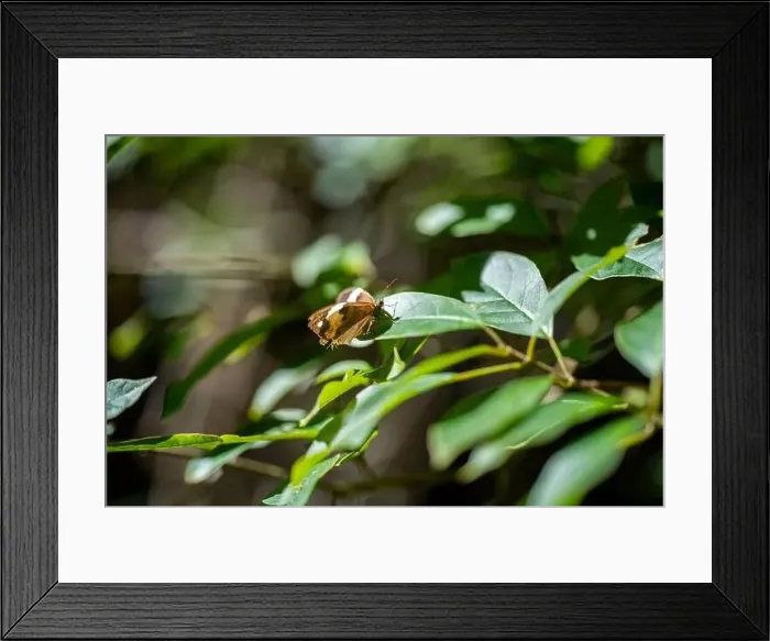 Framed Print : forest in australia in the native bush in spring Framed Print : forest in australia in the native bush in spring
