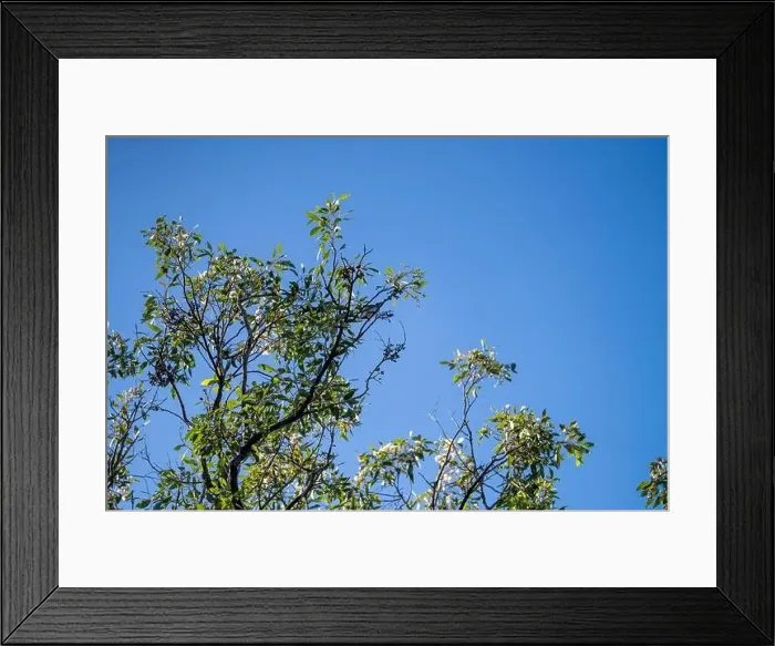 Framed Print : forest in australia in the native bush in spring Framed Print : forest in australia in the native bush in spring