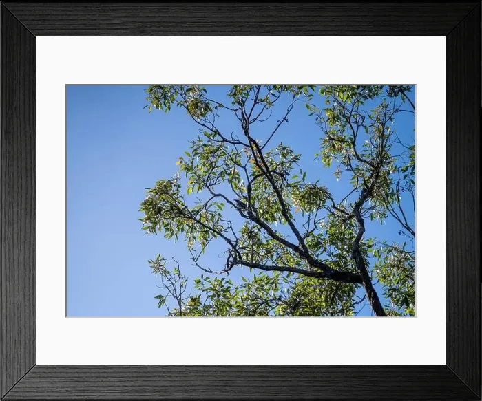Framed Print : forest in australia in the native bush in spring Framed Print : forest in australia in the native bush in spring
