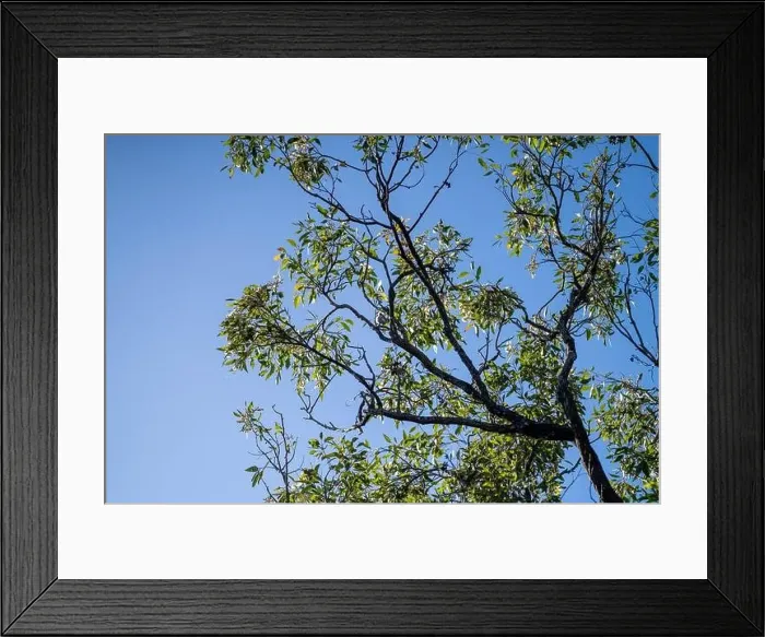 Framed Print : forest in australia in the native bush in spring Framed Print : forest in australia in the native bush in spring