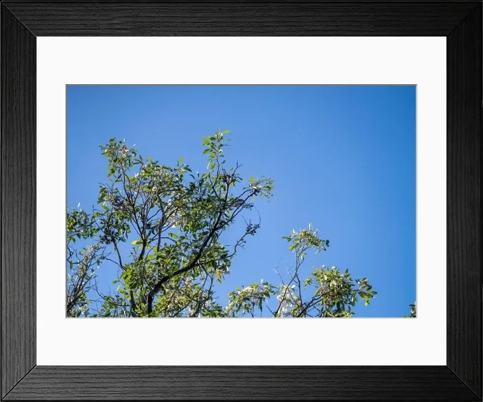 Framed Print : forest in australia in the native bush in spring Framed Print : forest in australia in the native bush in spring