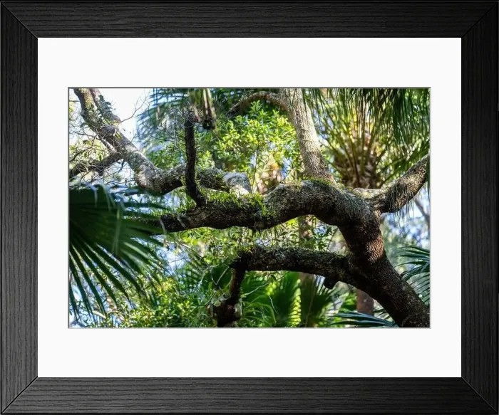 Framed Print : forest in australia in the native bush in spring Framed Print : forest in australia in the native bush in spring