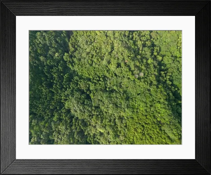 Framed Print : Abstract view of trees from above Framed Print : Abstract view of trees from above