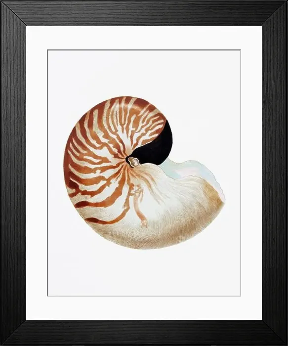 Framed Print : Seashells. A gorgeous digital painting of seashells with a vintage touch, on a clean white background Framed Print : Seashells. A gorgeous digital painting of seashells with a vintage touch, on a clean white background
