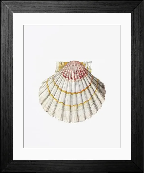 Framed Print : Seashells. A gorgeous digital painting of seashells with a vintage touch, on a clean white background Framed Print : Seashells. A gorgeous digital painting of seashells with a vintage touch, on a clean white background
