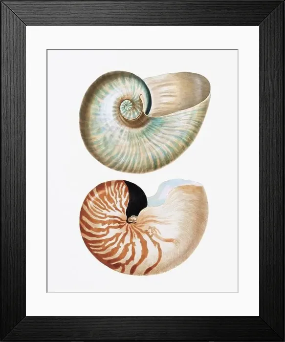 Framed Print : Seashells. A gorgeous digital painting of seashells with a vintage touch, on a clean white background Framed Print : Seashells. A gorgeous digital painting of seashells with a vintage touch, on a clean white background
